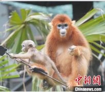 广州动物园两年繁育野生动物千余只 建立鸟类“精子银行”