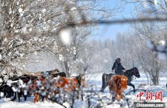 新疆昭苏：天马踏雪卷起雪雾飞扬